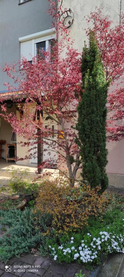Duplex Mihajlovic-Vrnjacka Banja Apartment Bagian luar foto